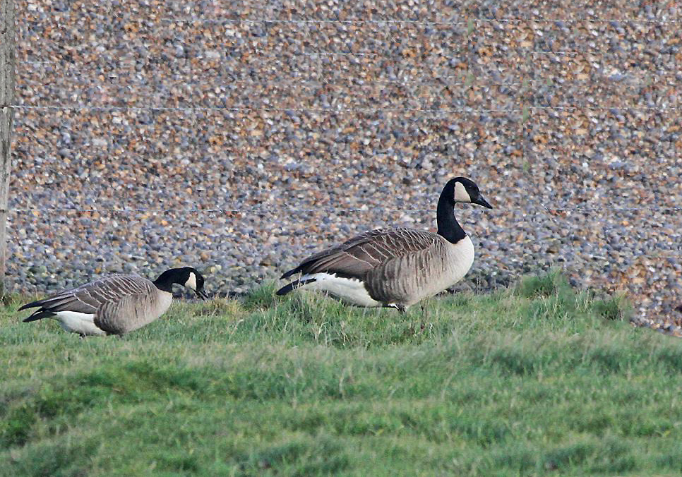 Canada hot sale goose blog